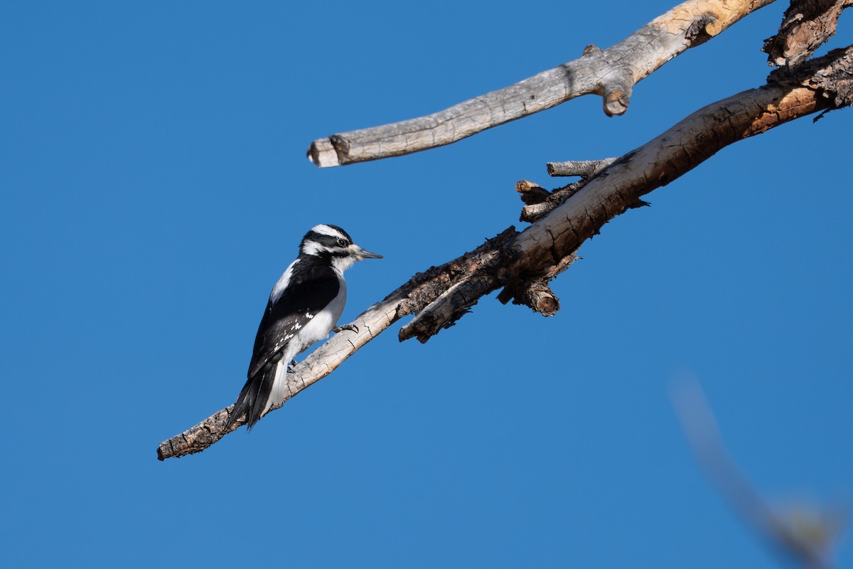 Hairy Woodpecker - ML642444256