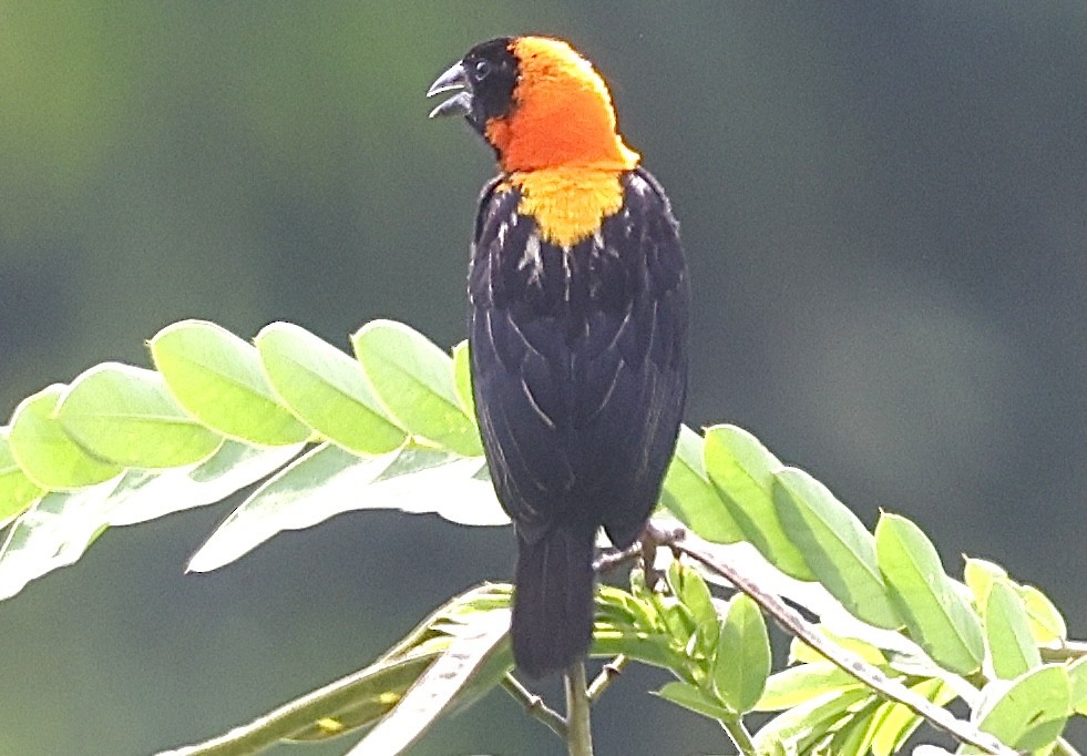 Black Bishop - ML642444318