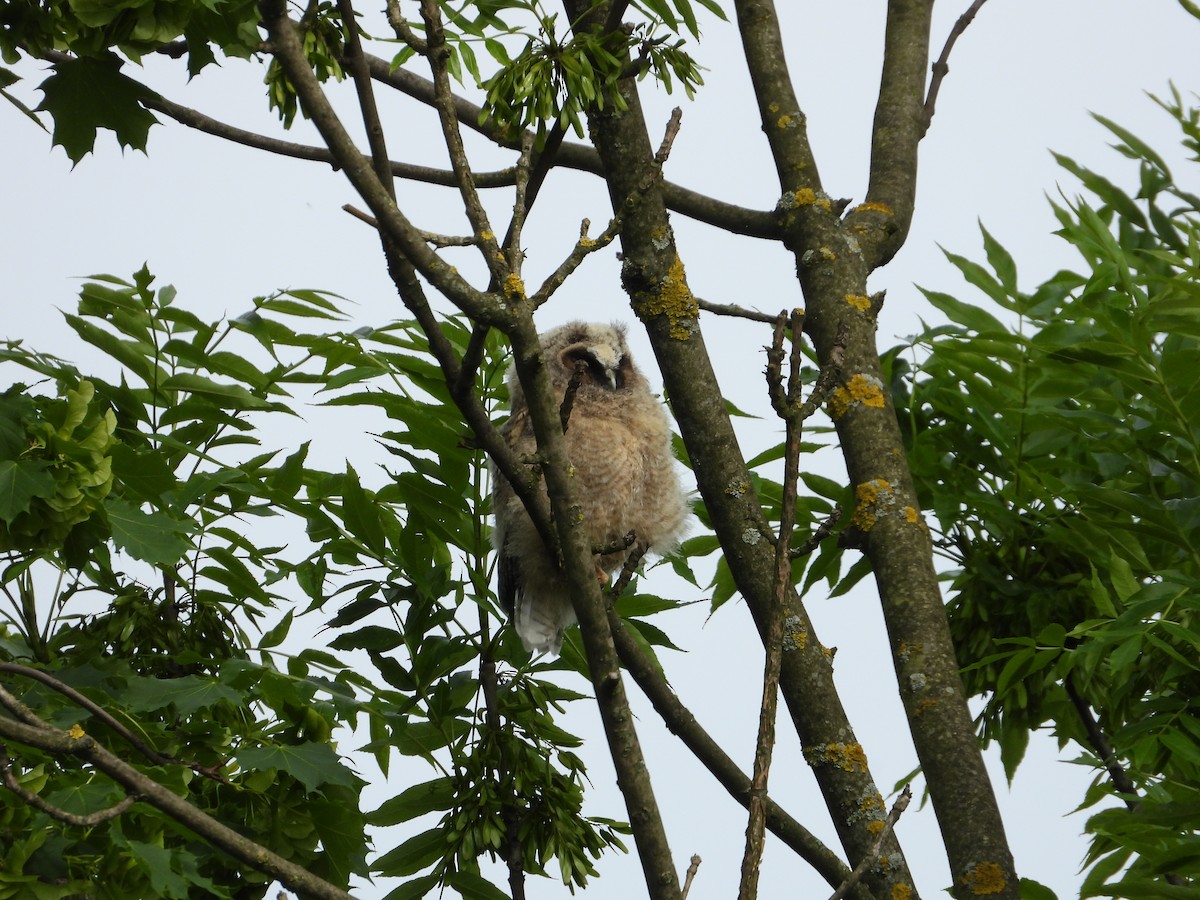 Long-eared Owl - ML642444335