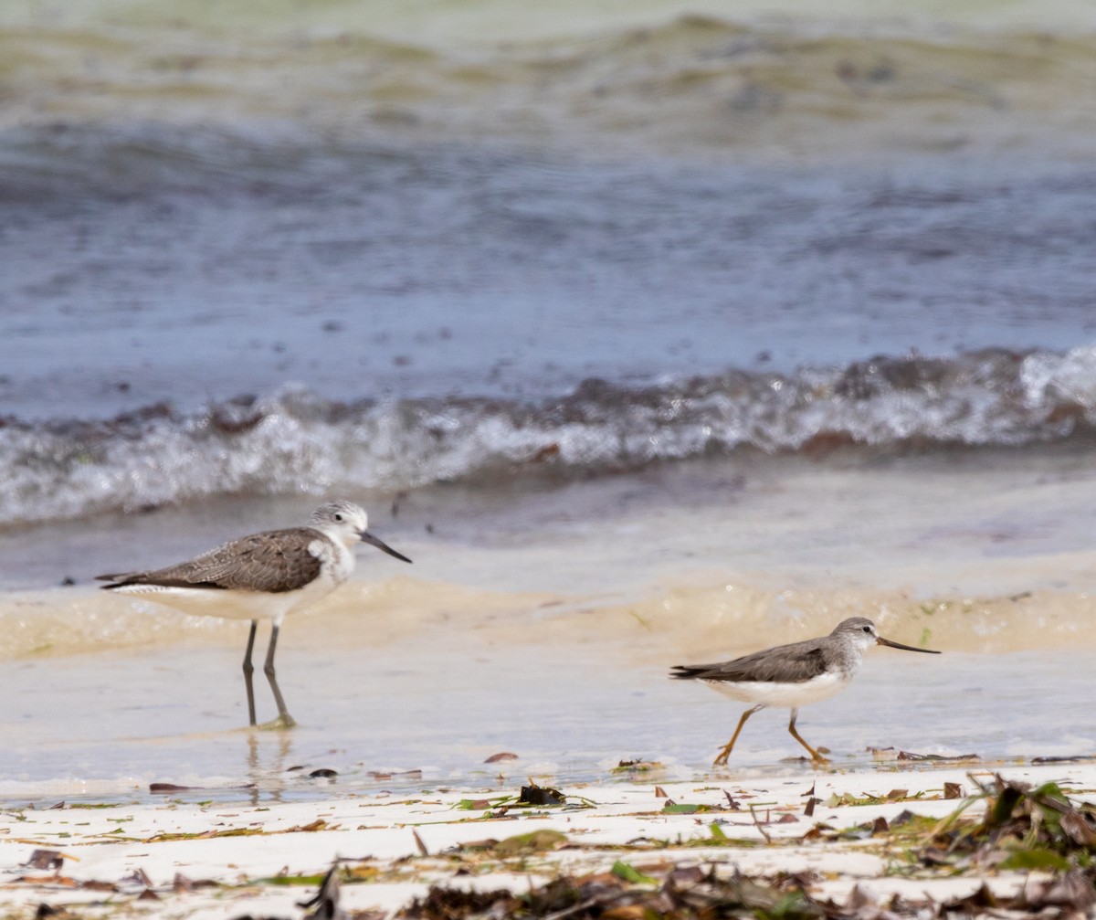 tereksnipe - ML642444350