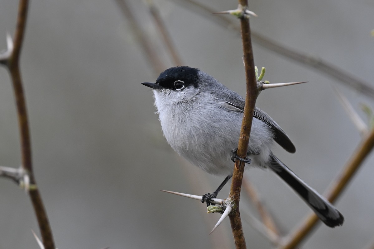 Black-tailed Gnatcatcher - ML642444357