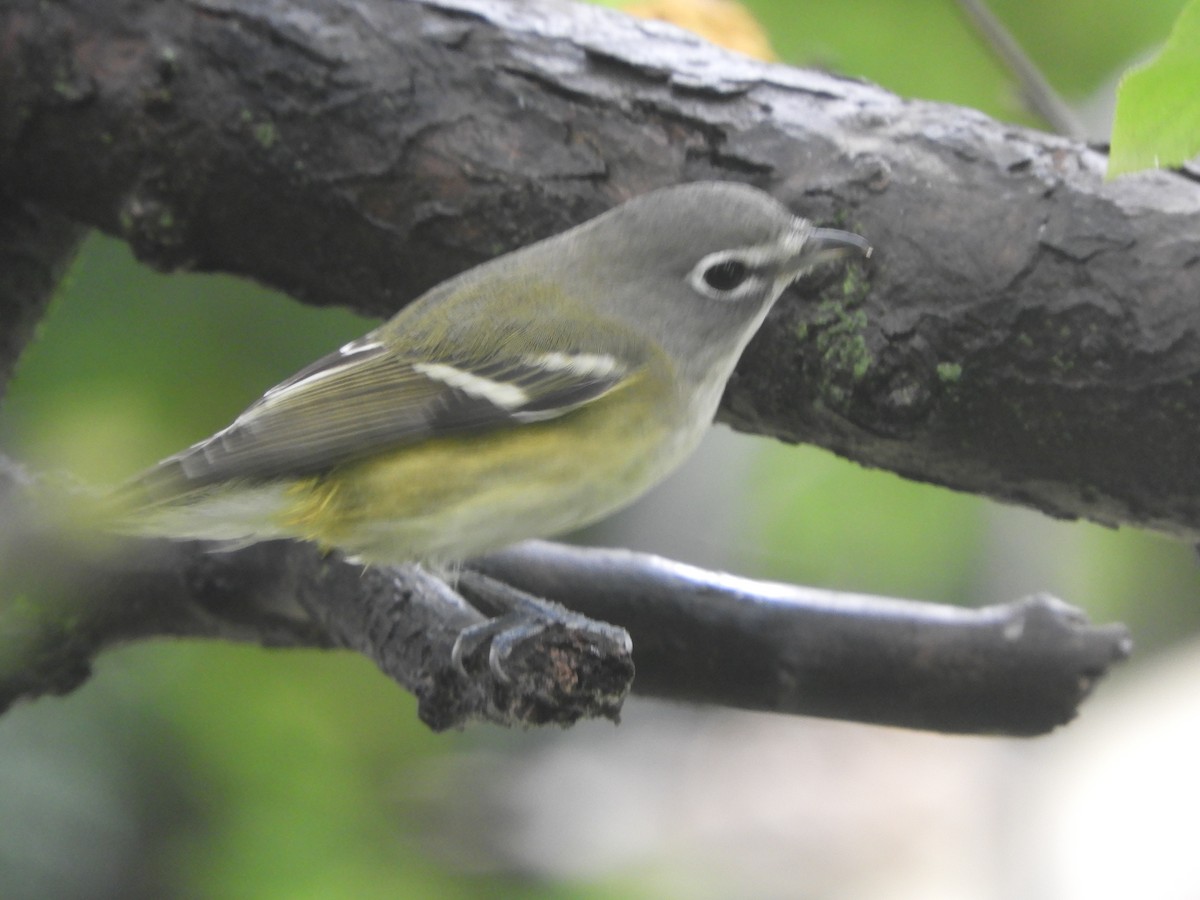 Blue-headed Vireo - ML642444363