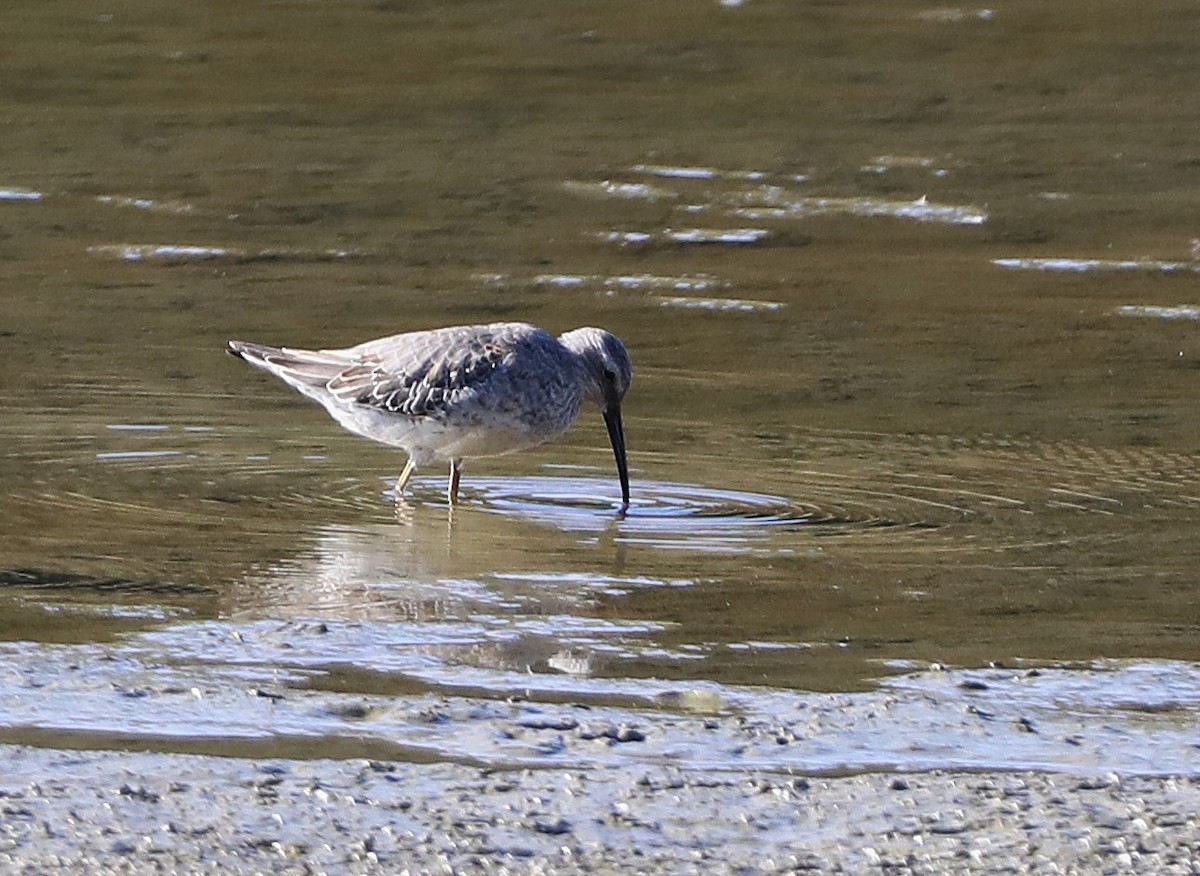 styltesnipe - ML642444395