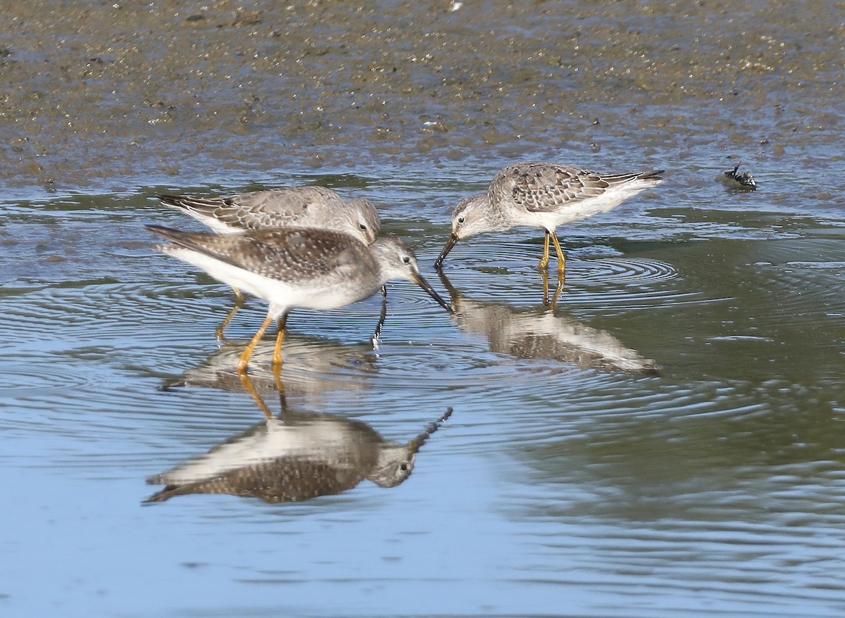 styltesnipe - ML642444396