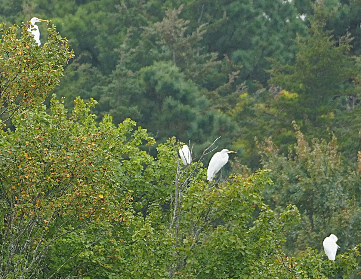 egretthegre - ML642444399