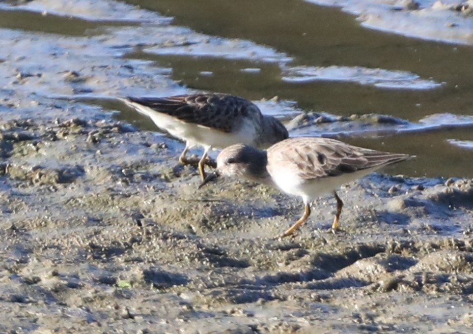 pygmésnipe - ML642444416