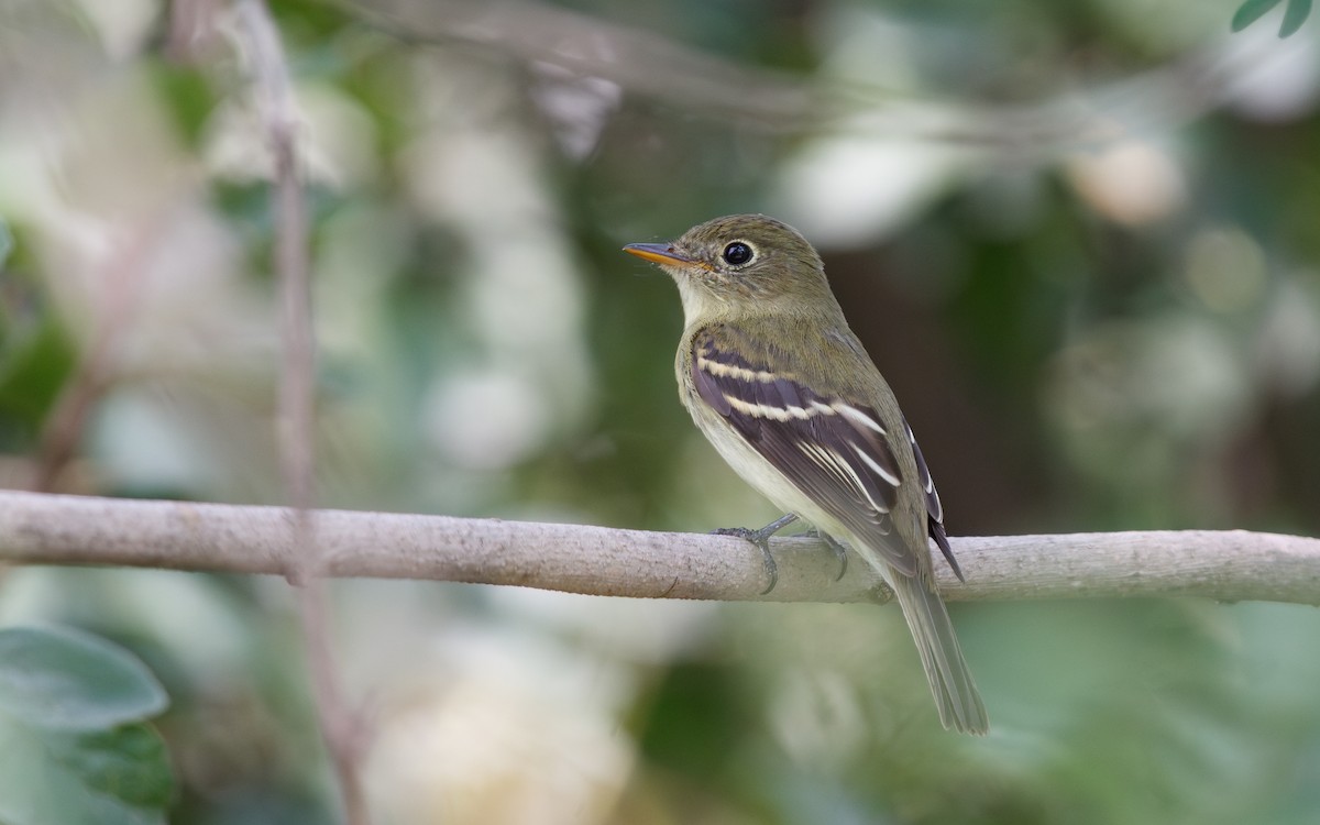 Empidonax sp. - ML642444421