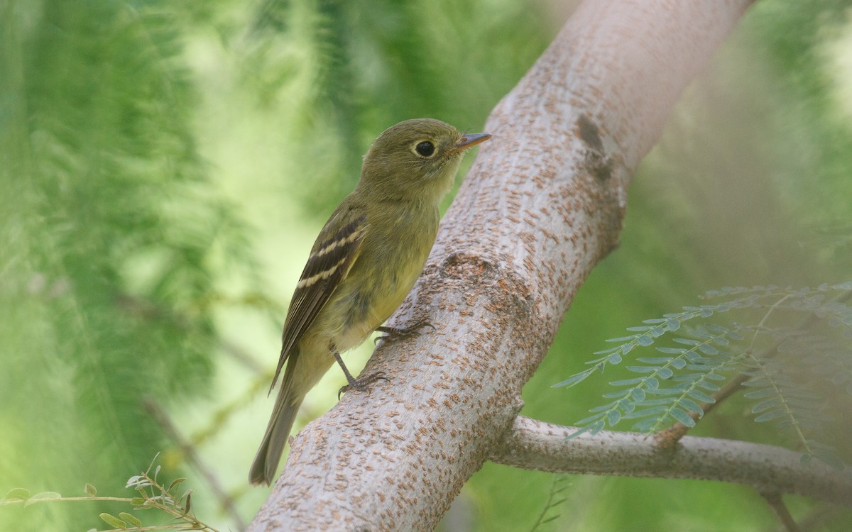 Moucherolle à ventre jaune - ML642444438