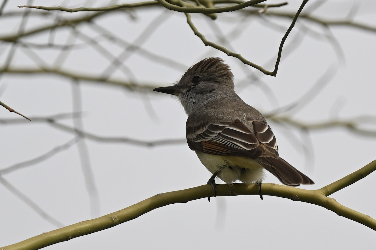 Ash-throated Flycatcher - ML642444443