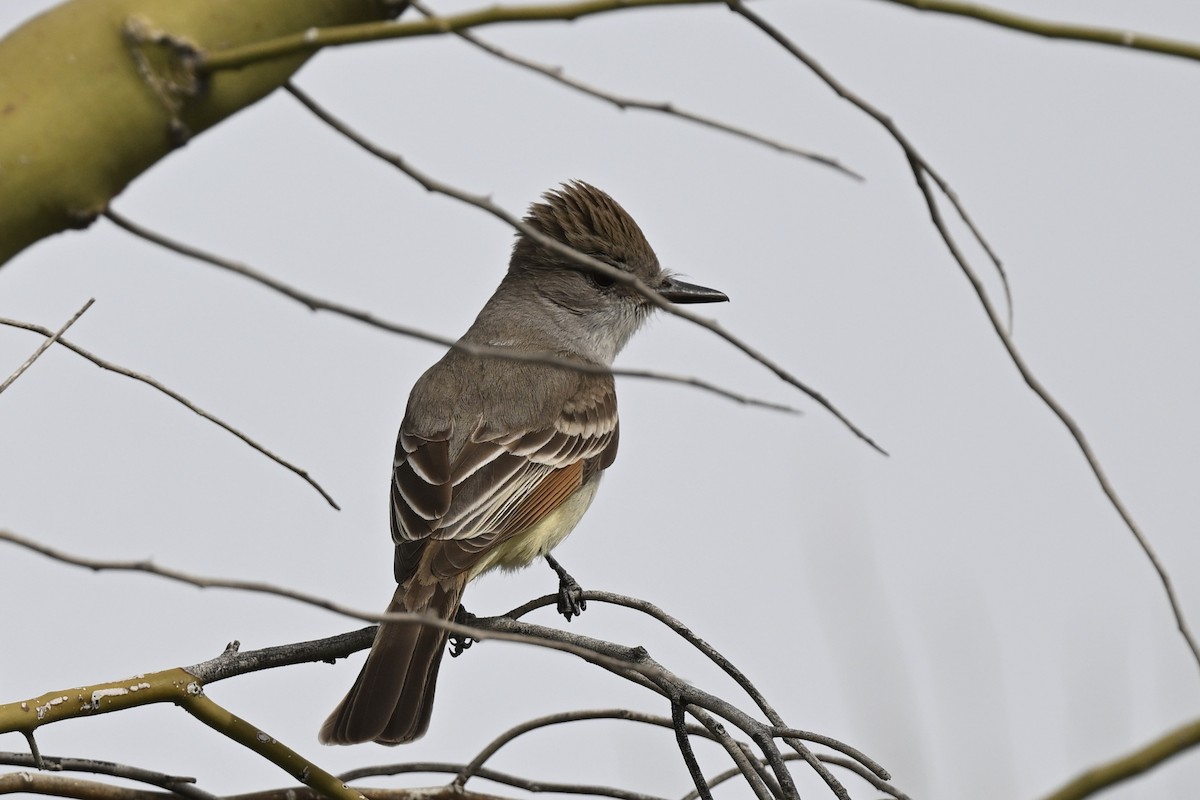 Ash-throated Flycatcher - ML642444444