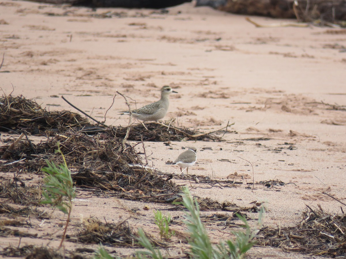 Semipalmated Plover - ML642444447