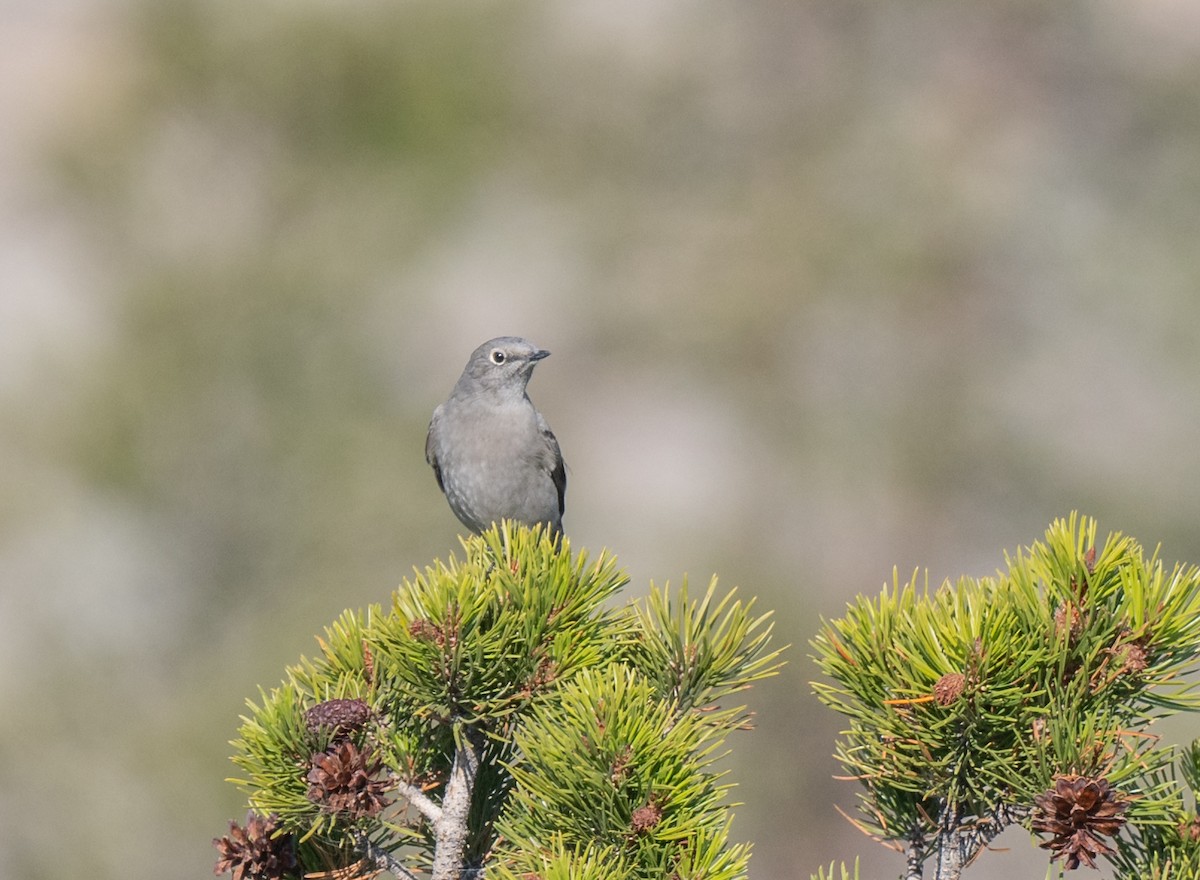 Townsend's Solitaire - ML642444448