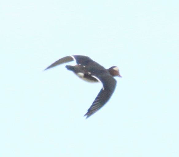 Mandarin Duck - ML642444449