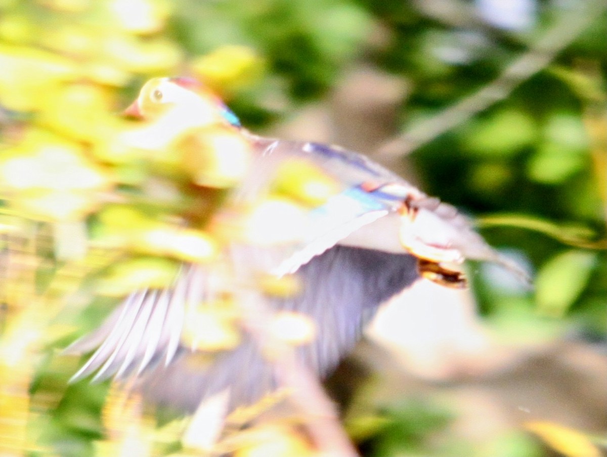 Mandarin Duck - ML642444456