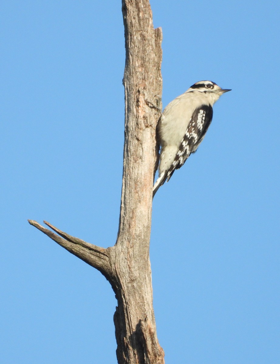 Downy Woodpecker - ML642444470