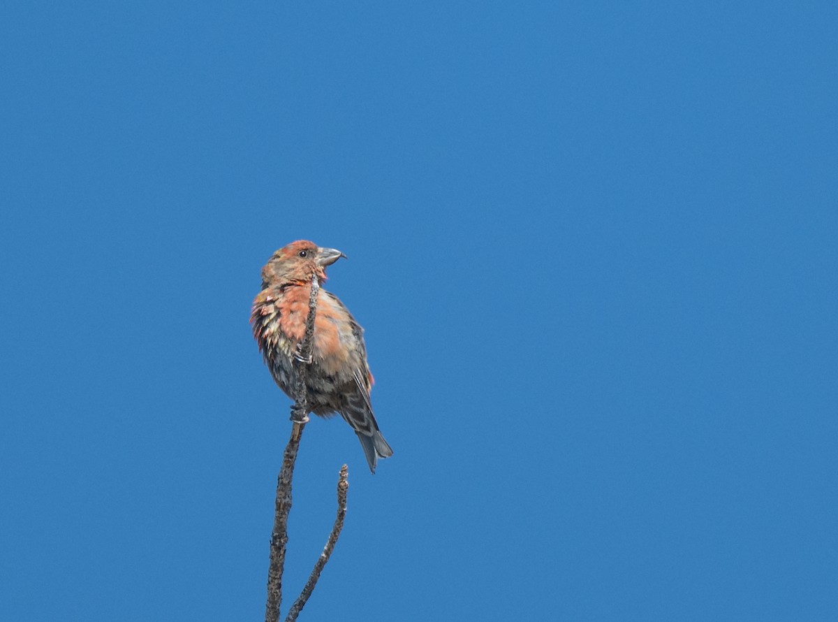 Red Crossbill - ML642444484