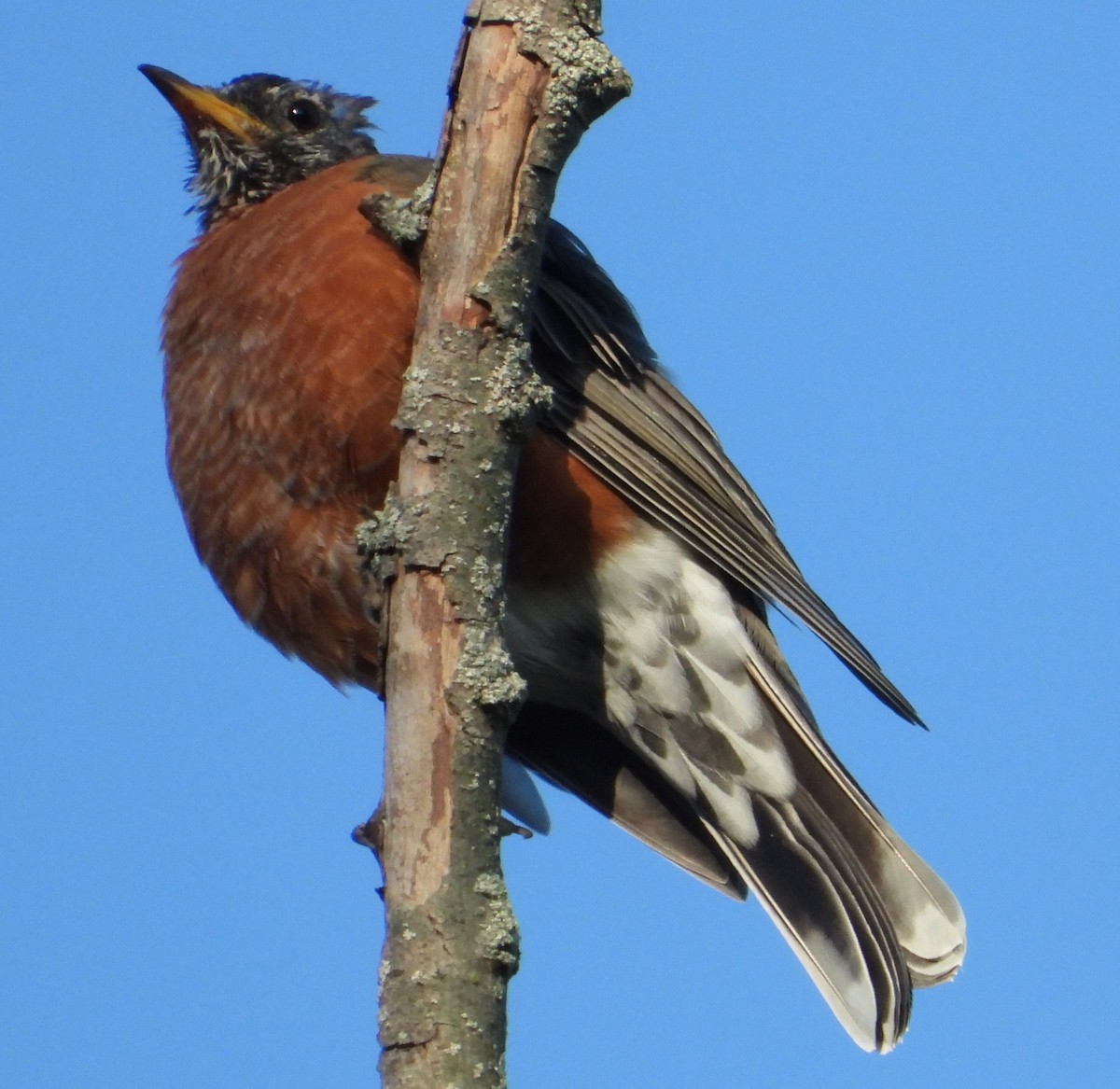 American Robin - ML642444487