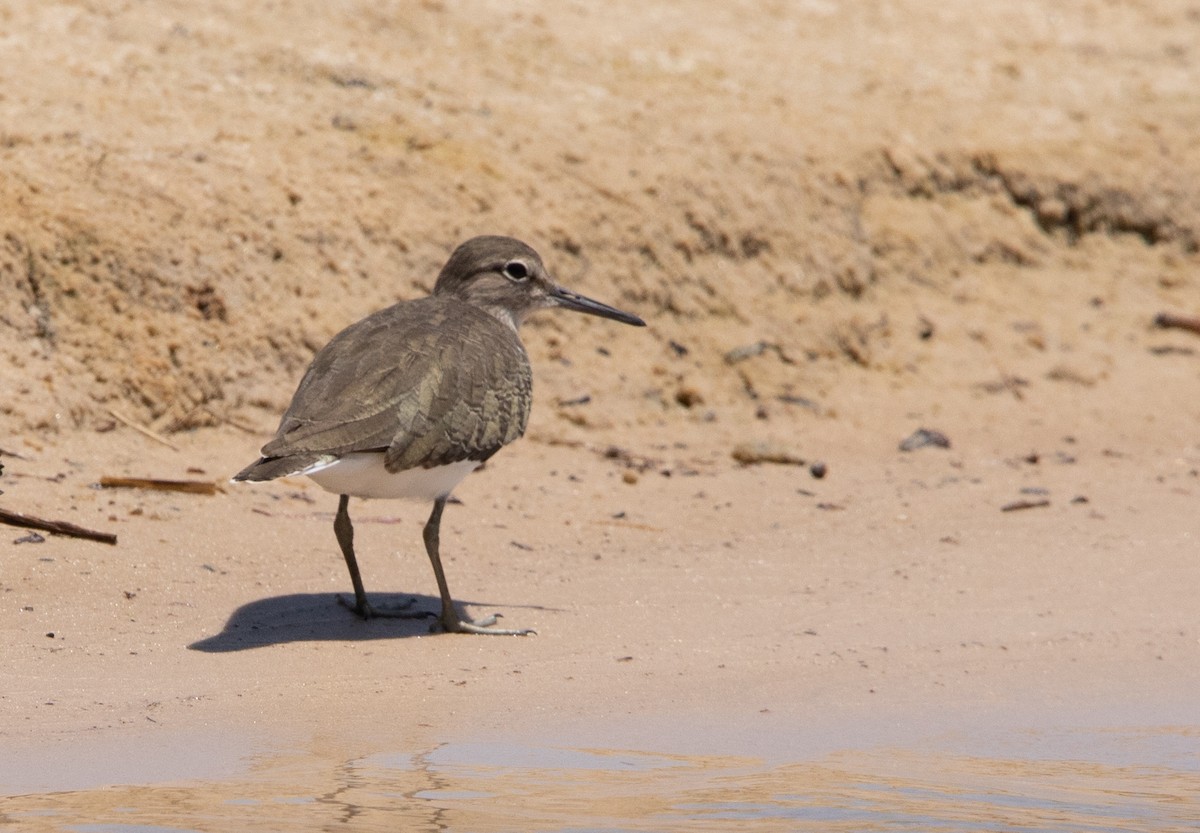strandsnipe - ML642444494
