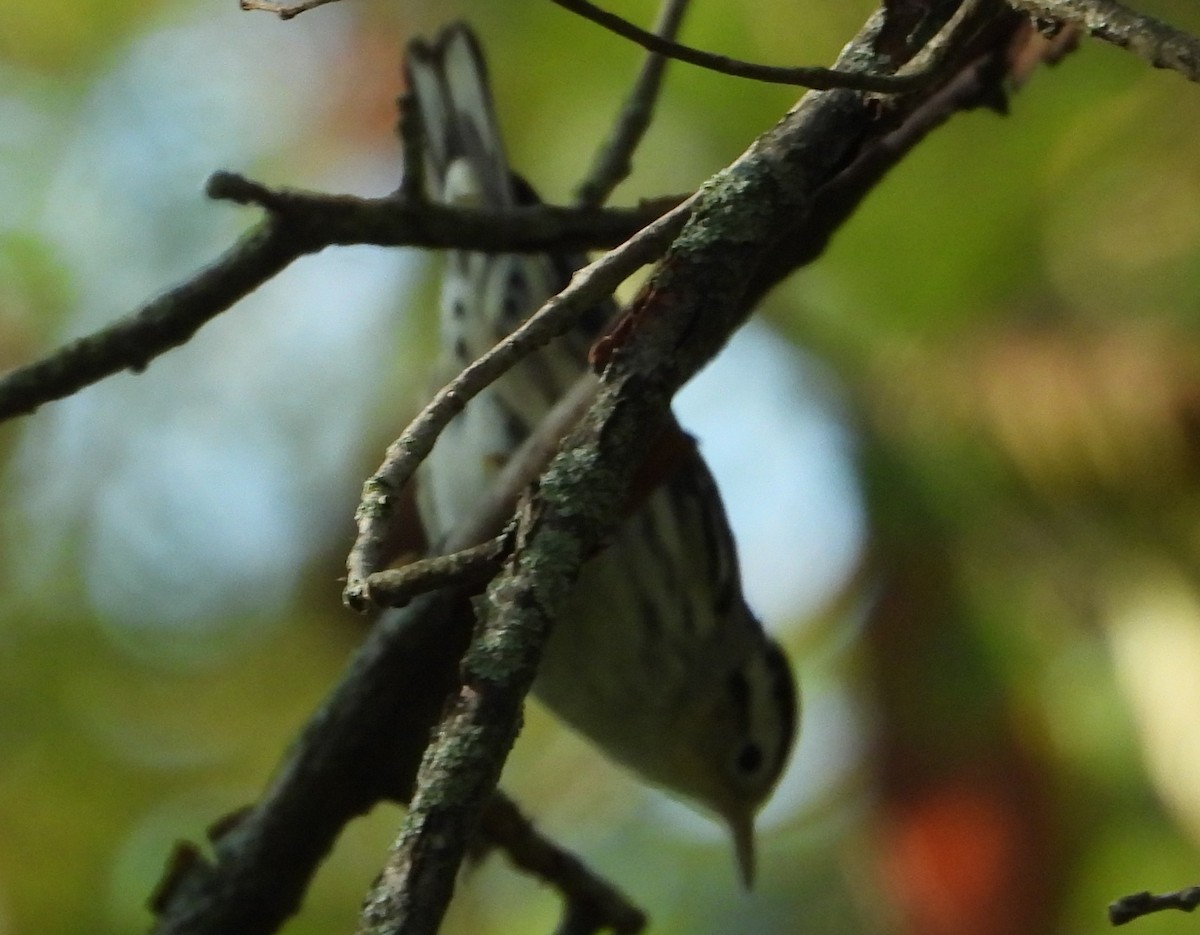 Black-and-white Warbler - ML642444497