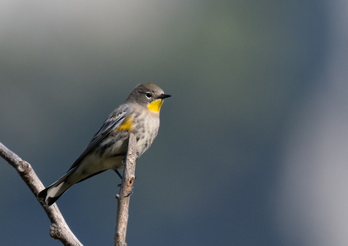 Yellow-rumped Warbler - ML642444500