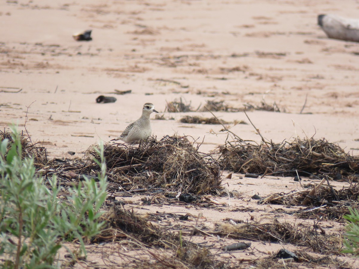 American Golden-Plover - ML642444501