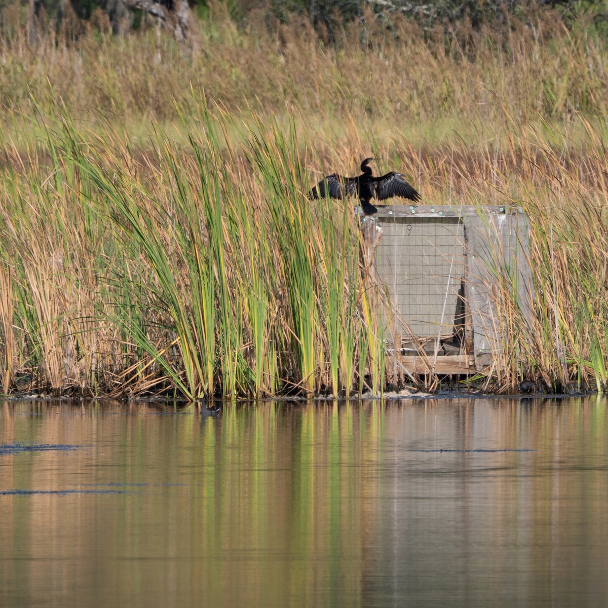 Anhinga - ML642444511