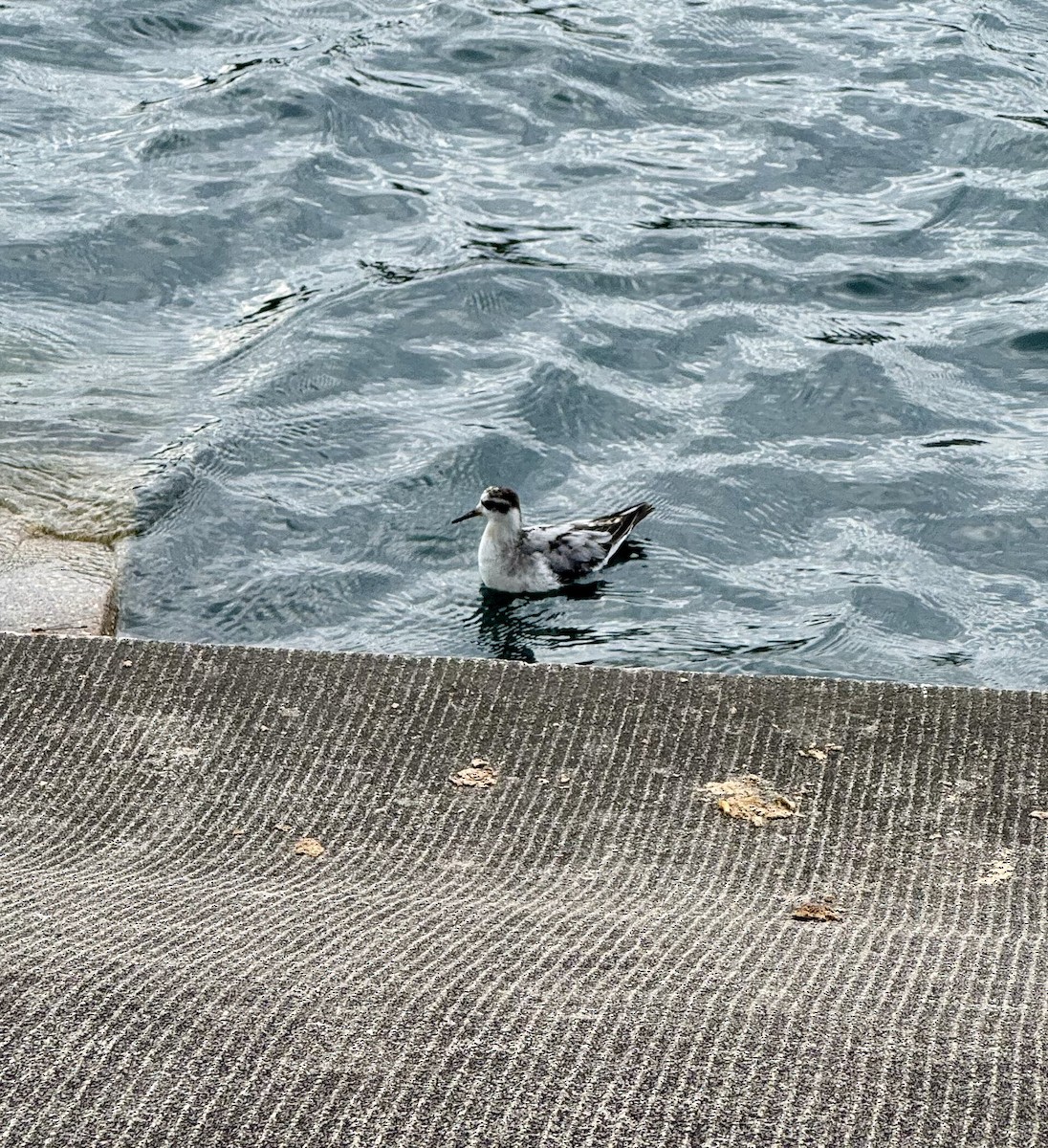 Red Phalarope - ML642444539