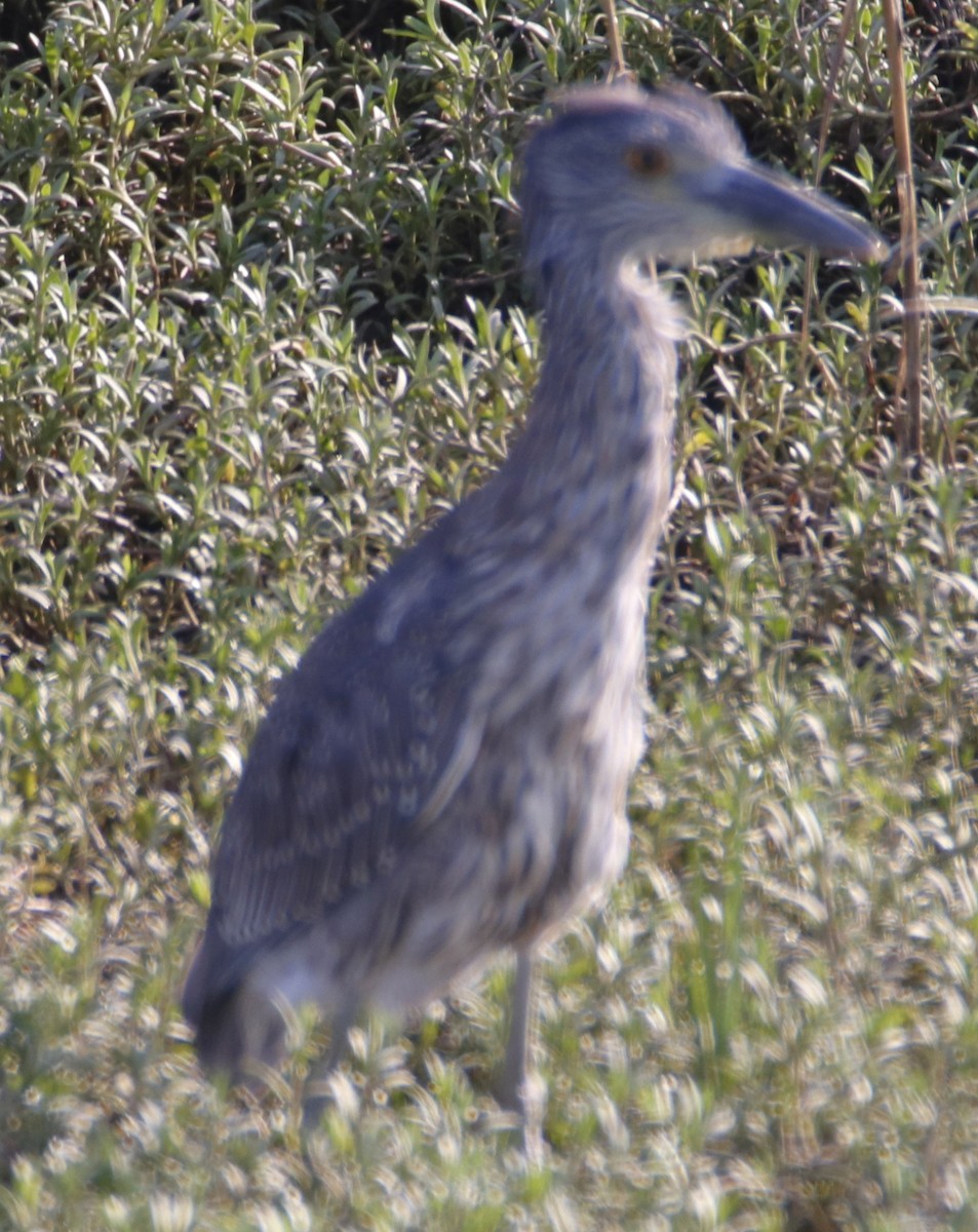 Yellow-crowned Night Heron - ML642444546