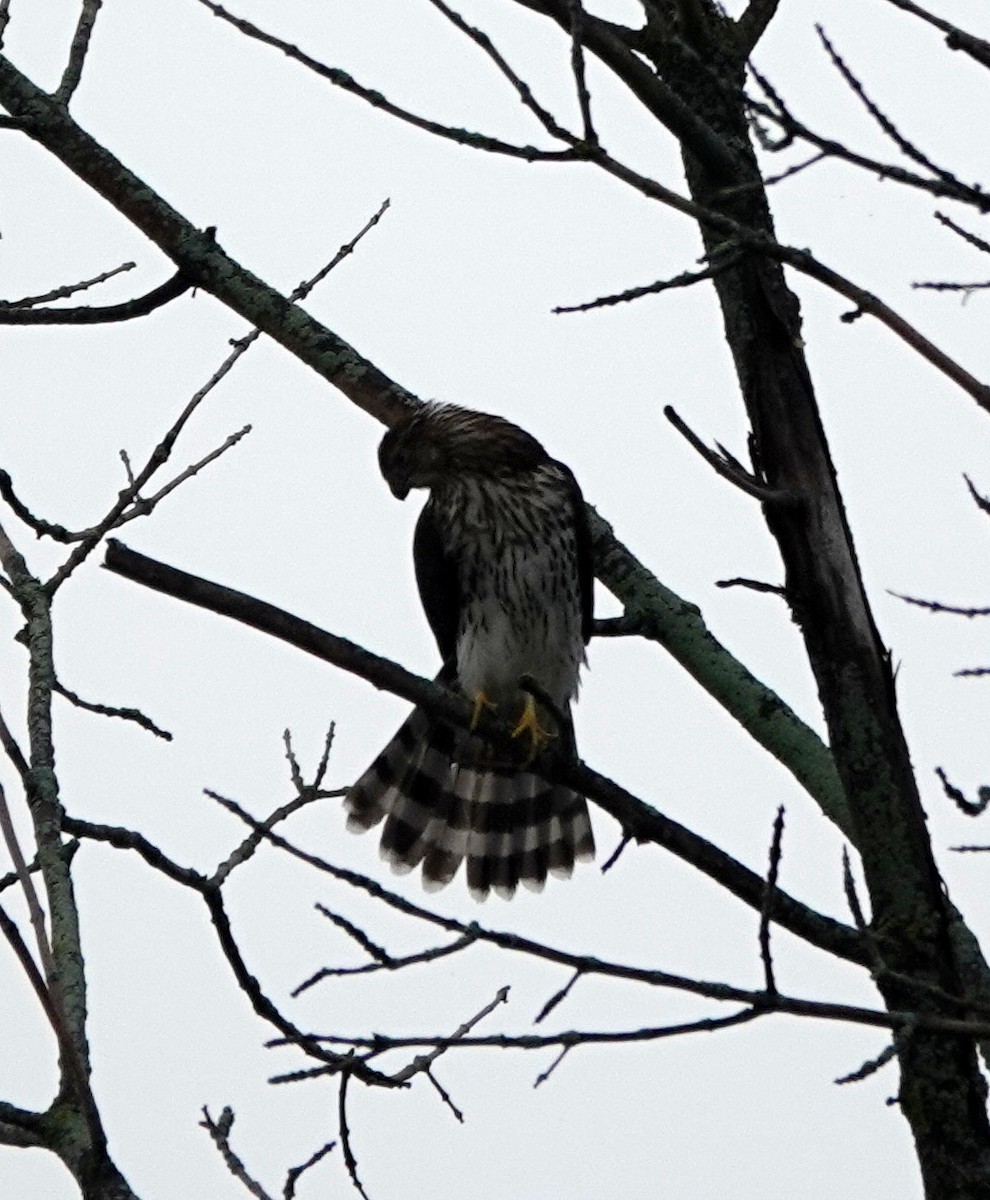 Cooper's Hawk - ML642444558