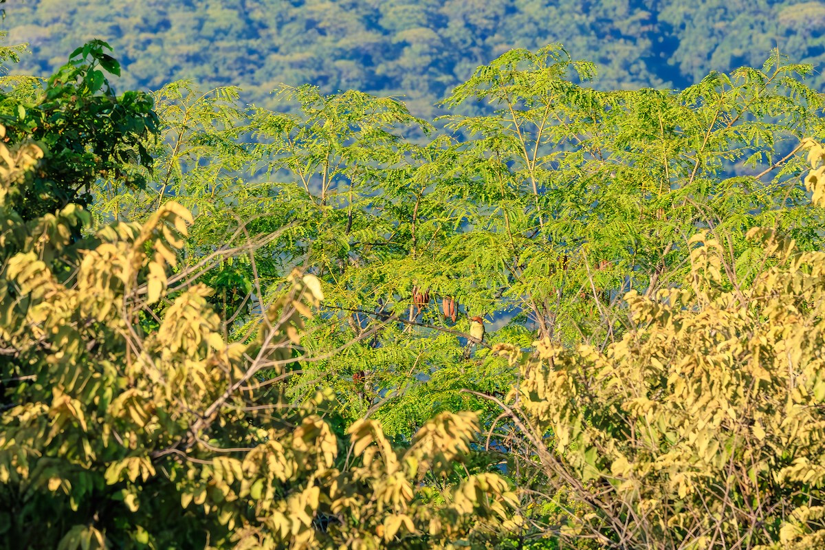 Motmot à tête rousse - ML642444569