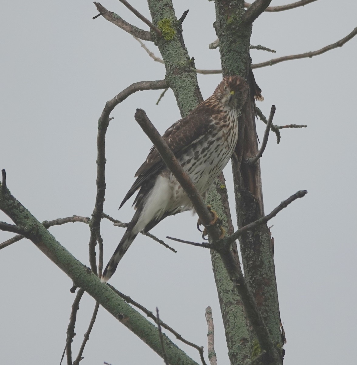 Cooper's Hawk - ML642444572