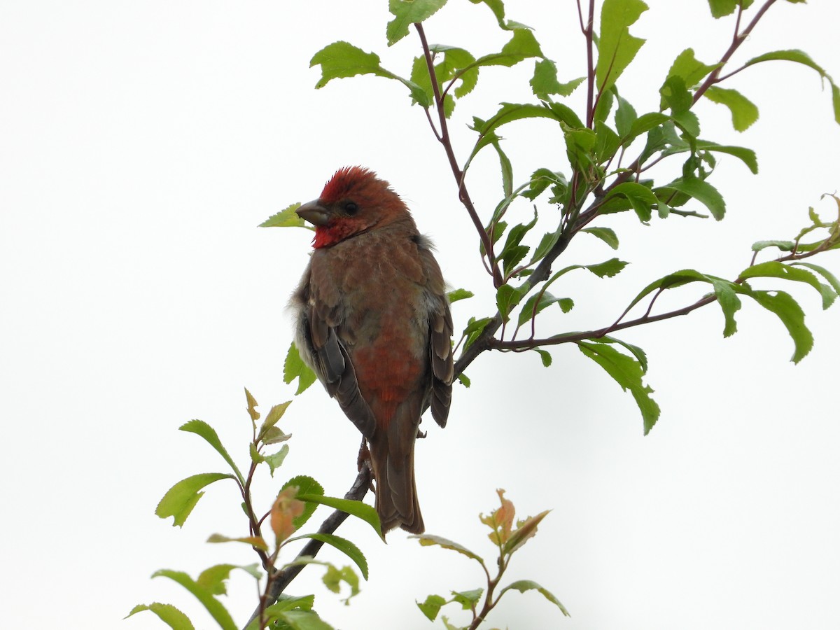 Common Rosefinch - ML642444573