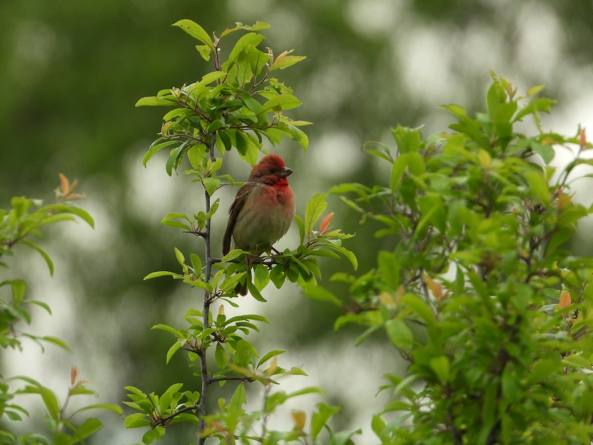 Common Rosefinch - ML642444583
