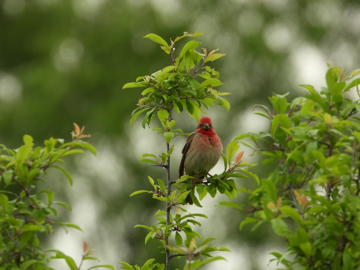 Common Rosefinch - ML642444587