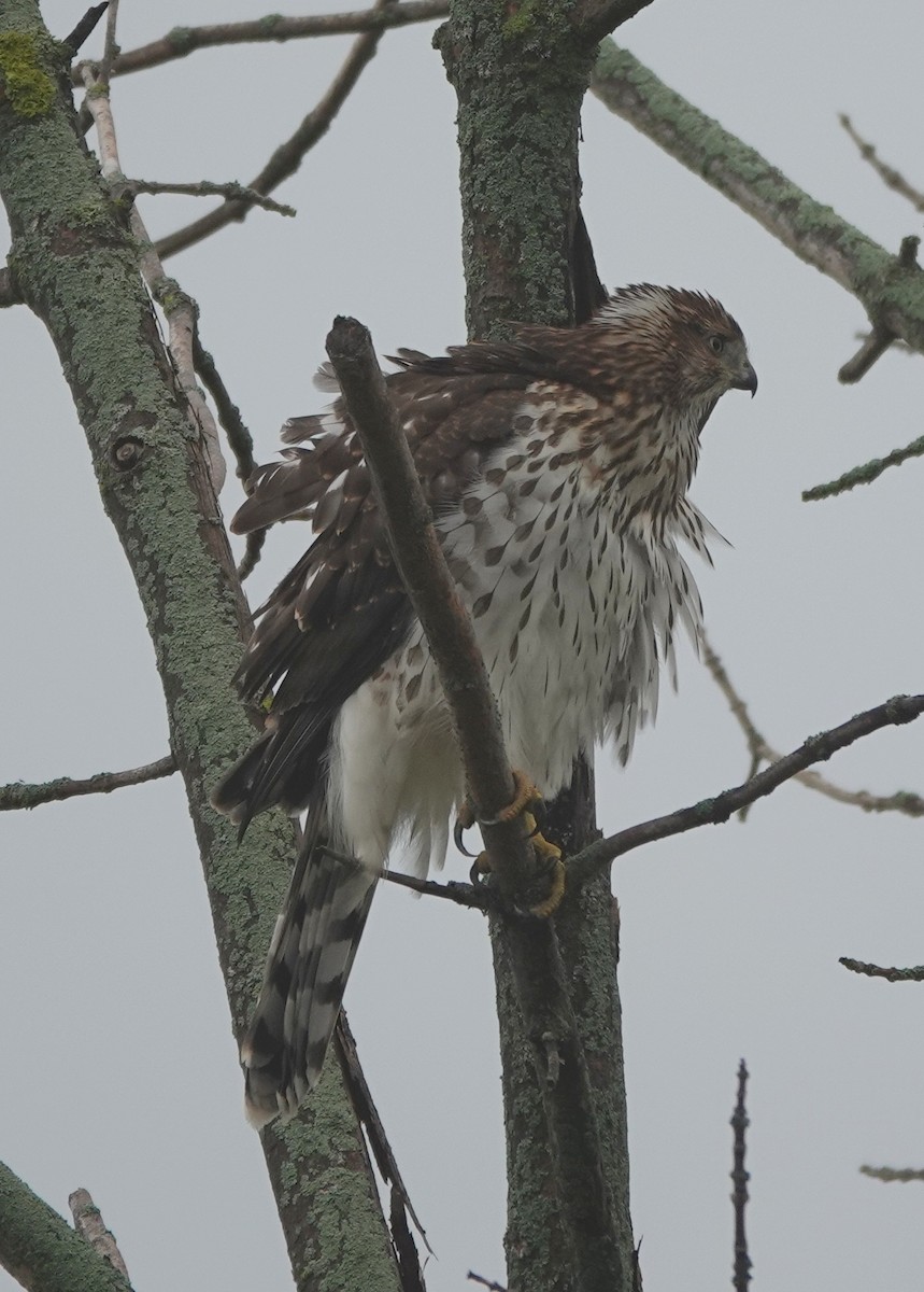 Cooper's Hawk - ML642444588