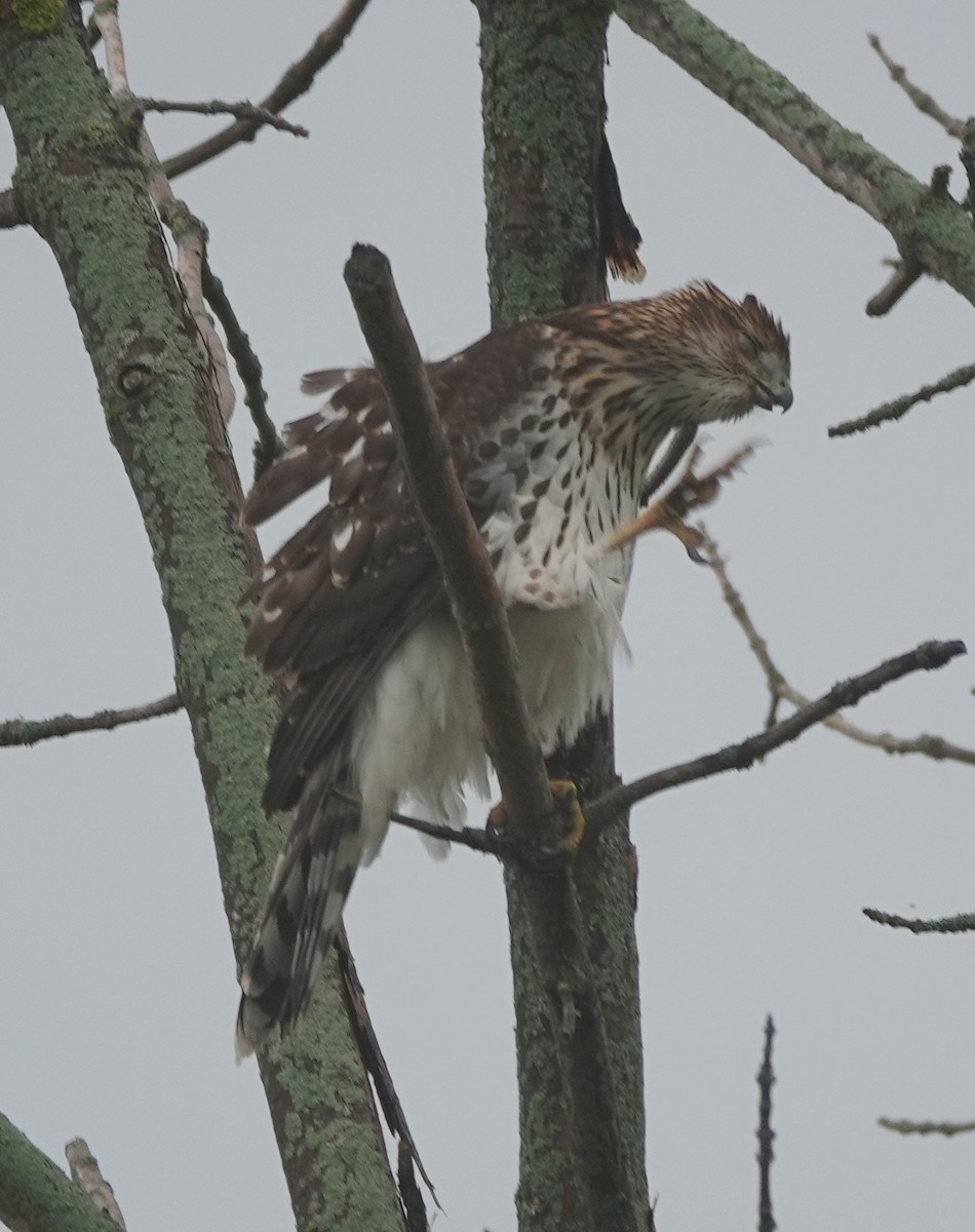 Cooper's Hawk - ML642444595