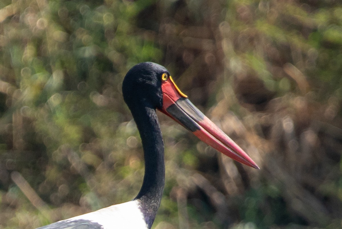 sadelnebbstork - ML642444619