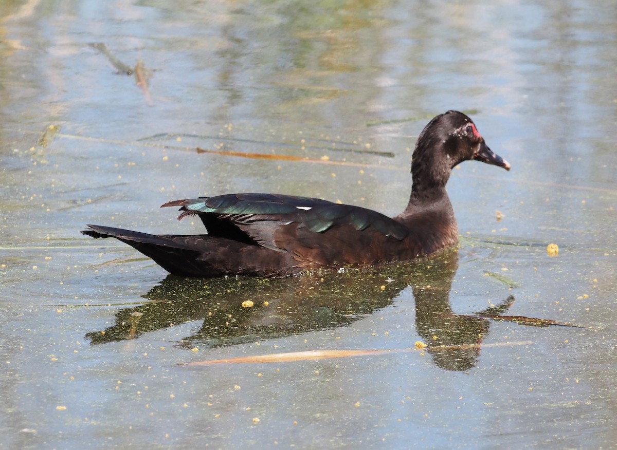 Muscovy Duck (Domestic type) - ML642444621