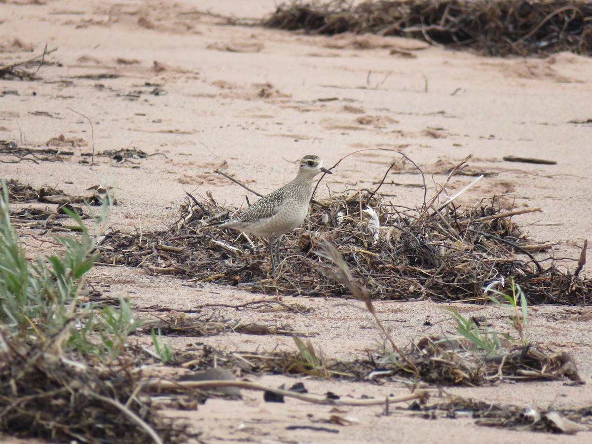 American Golden-Plover - ML642444634