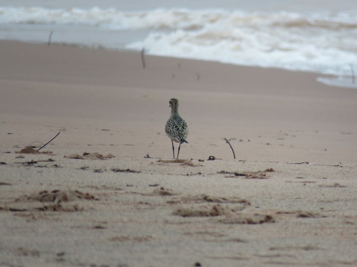 American Golden-Plover - ML642444668