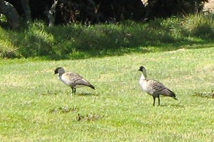 Hawaiian Goose - ML642444679