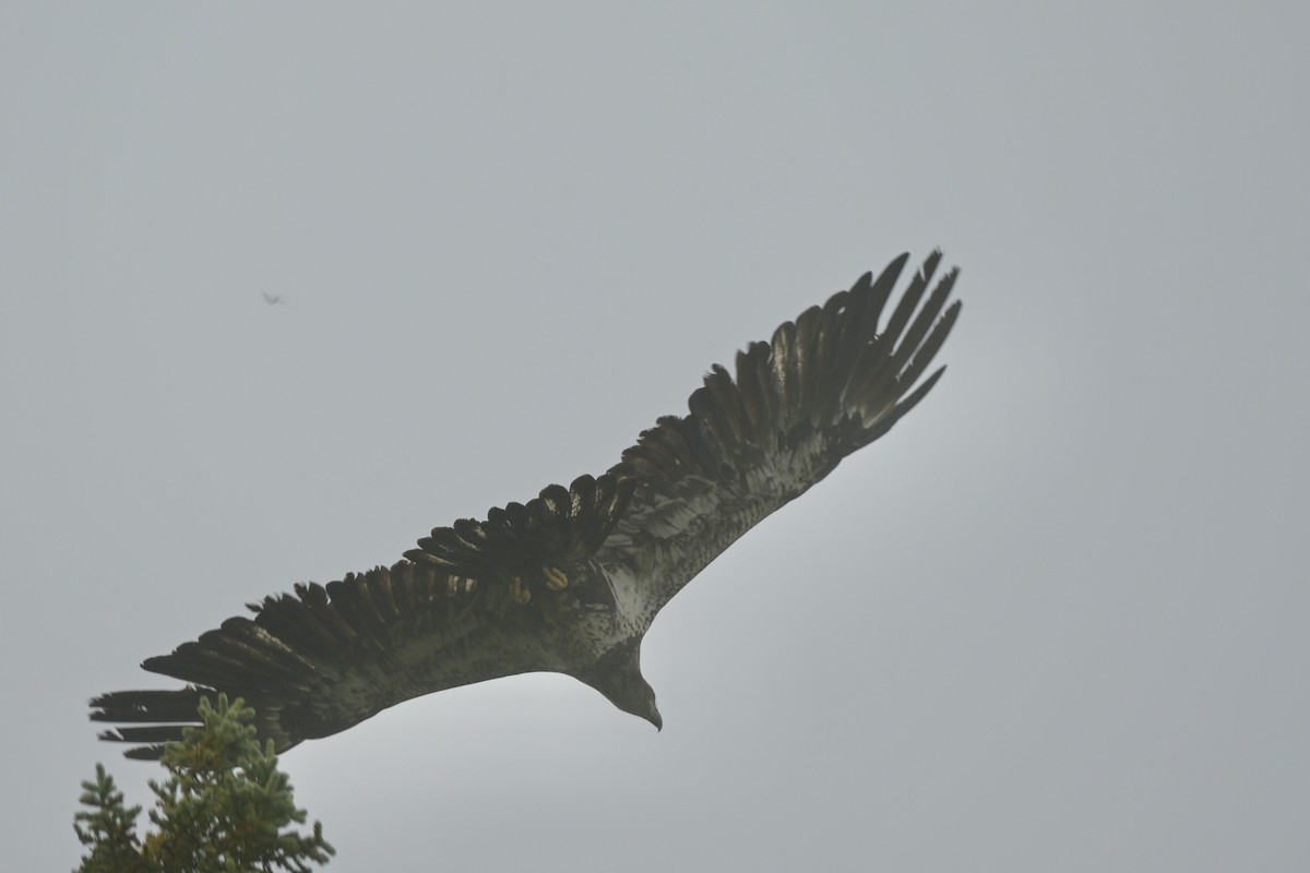 Bald Eagle - ML642444698