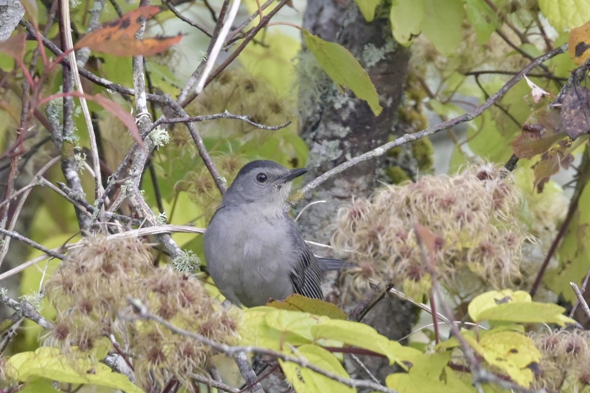 Gray Catbird - ML642444707
