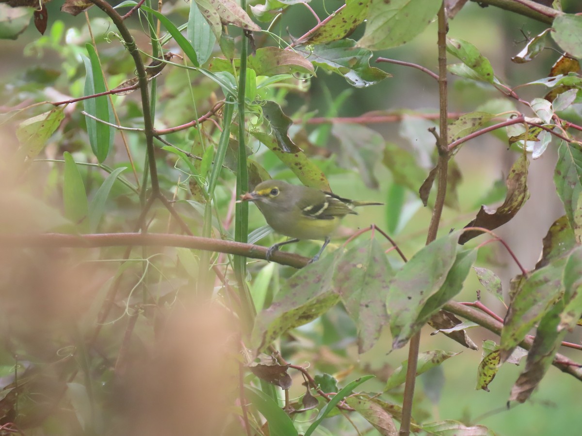 White-eyed Vireo - ML642444713