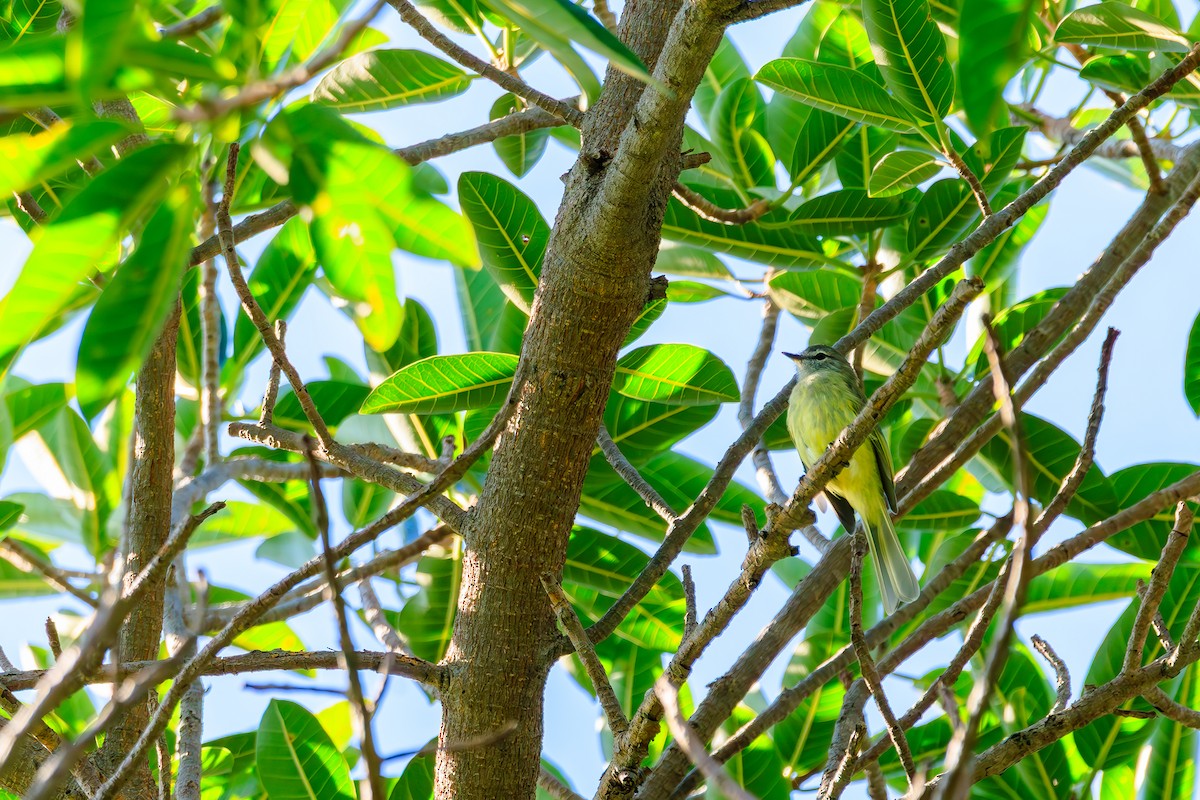 Greenish Elaenia - ML642444714