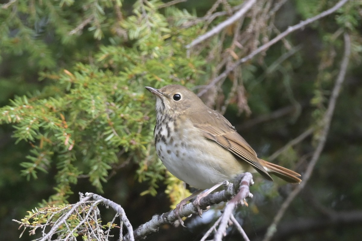 Hermit Thrush - ML642444723