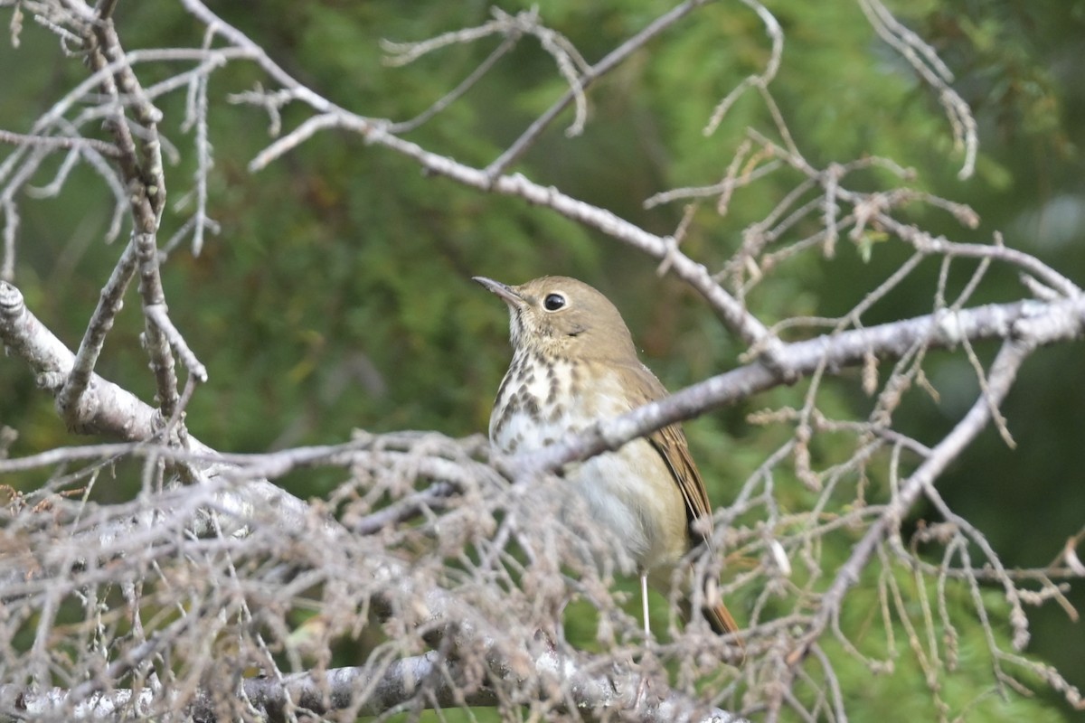 Hermit Thrush - ML642444724