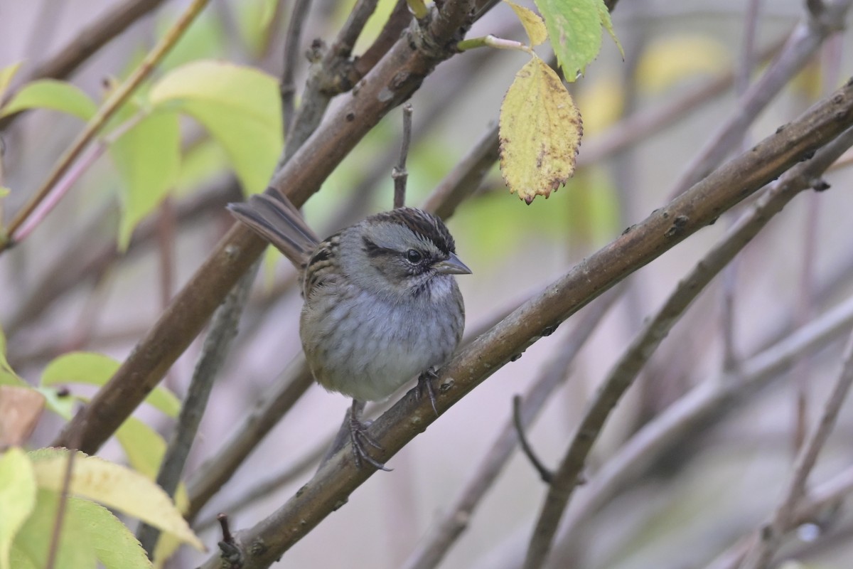 Swamp Sparrow - ML642444736