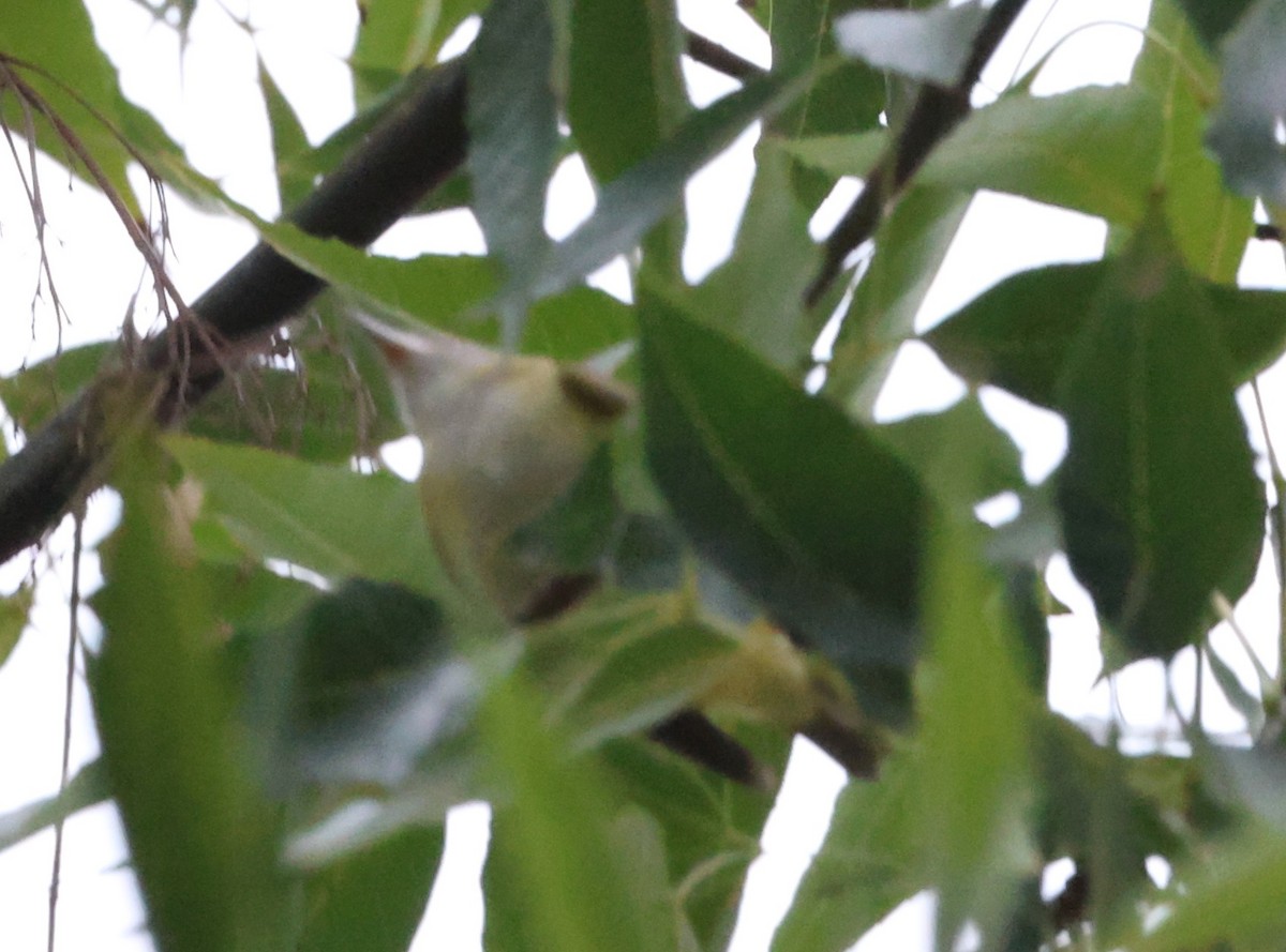 Yellow-green Vireo - ML642444737