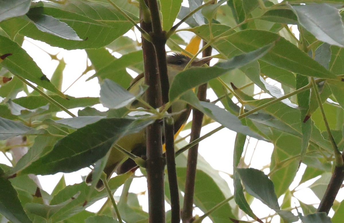 Yellow-green Vireo - ML642444738